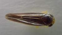 Chlorotettix fuscus