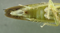 Chlorotettix fuscus
