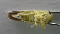 Chlorotettix fuscus