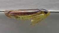 Chlorotettix fuscus