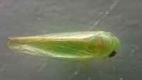 Chlorotettix leersius n. sp.