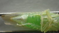 Chlorotettix leersius n. sp.