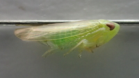 Chlorotettix leersius n. sp.