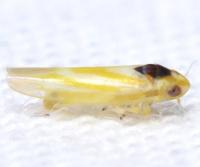 Erythridula noeva