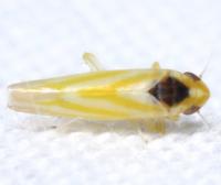 Erythridula noeva