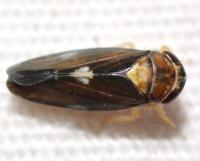 Eutettix unidentified species