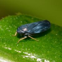 Scleroracus anthracinus