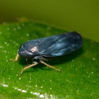 Scleroracus anthracinus