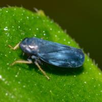 Scleroracus anthracinus