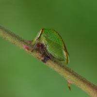 Stictocephala nr. stimulea