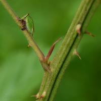Stictocephala nr. stimulea