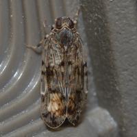 Xenoliarus placitus
