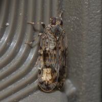 Xenoliarus placitus