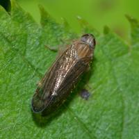 Haplaxius pictifrons
