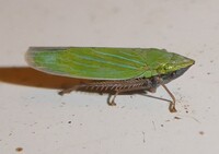 Draeculacephala robinsoni