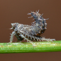 Excultanus excultus