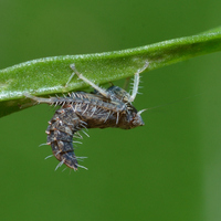 Excultanus excultus