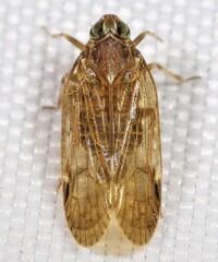 Xenoliarus placitus