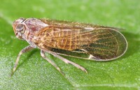 Xenoliarus placitus