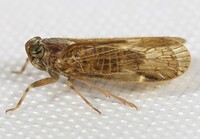 Xenoliarus placitus