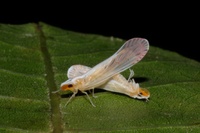 Litophallus schellenbergii