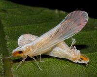 Litophallus schellenbergii