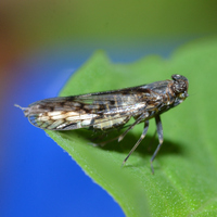 Oliaridus aridus