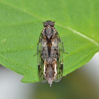 Oliaridus aridus
