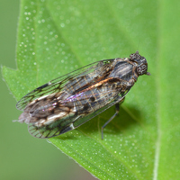 Oliaridus aridus