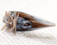 Cedusa mallochi