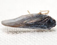 Cedusa mallochi