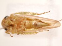 Chlorotettix leersius n. sp.