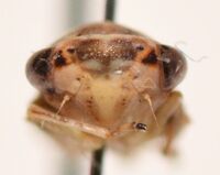 Idiocerus stigmaticalis