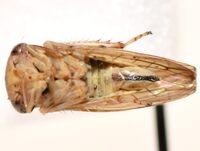 Idiocerus stigmaticalis