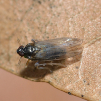 Pissonotus piceus