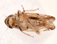 Sanctanus fasciatus