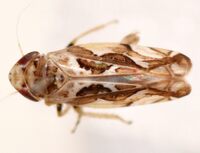 Sanctanus fasciatus