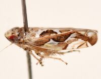 Sanctanus fasciatus