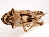 Sanctanus fasciatus