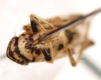 Sanctanus fasciatus