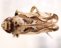 Sanctanus fasciatus