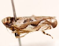 Sanctanus fasciatus