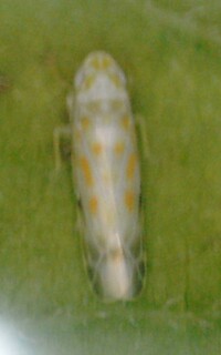 Dikrella maculata