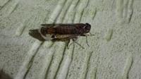 Cilidius vicarius