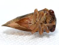 Cyrtolobus fuscipennis