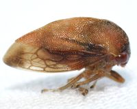 Cyrtolobus fuscipennis