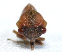 Cyrtolobus fuscipennis
