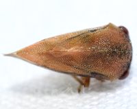 Cyrtolobus fuscipennis