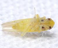 Erythridula noeva