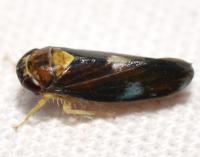 Eutettix unidentified species